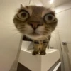 Cats as the meaning of life 7