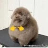 PyeokGY_by_achestickbot 9