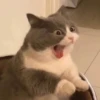 Cats as the meaning of life 9
