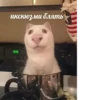 Cats as the meaning of life 11