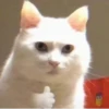 Cats as the meaning of life 12