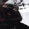 grace_fav_animals 11