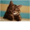 General_Meow 15