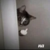 Cats as the meaning of life 13