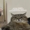 Cats as the meaning of life 15