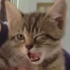 Cats as the meaning of life 16