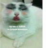 Cats as the meaning of life 17
