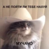Cats as the meaning of life 18