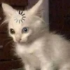 grace_fav_animals 22