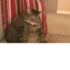 Cats as the meaning of life 19