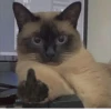 Cats as the meaning of life 20