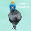 Создать стикеры| 9