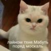 Yкр меми | more 23