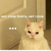 Cats as the meaning of life 21