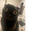 Cats as the meaning of life 22