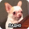 grace_fav_animals 25