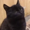 grace_fav_animals 26