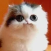 grace_fav_animals 27
