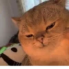 Cats as the meaning of life 25