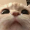 Cats as the meaning of life 26