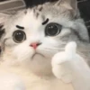 Cats as the meaning of life 28