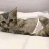Cats as the meaning of life 30
