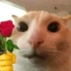Cats 2