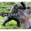 GAGAUZ 5