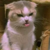 Котыки от 5