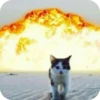 Cats 3