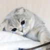 Котыки от 6