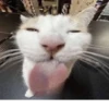 Cats 4