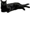 Valerian The Cat 5