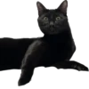 Valerian The Cat 6