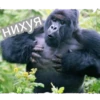 GAGAUZ 13