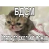 БДСМ так: вареники с Вишней блять да сколько можно