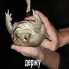 @bebanyinh Бред Ебаный и неп.. by 12