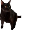 Valerian The Cat 7