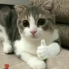 Котыки от 9