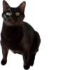 Valerian The Cat 8