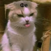 Котыки от 10