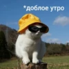 Котыки от 11