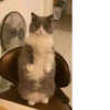 Cute Cat❤️‍🔥 5