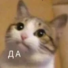 Котыки от 13