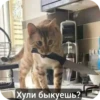 Хули быкуешь?