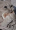 Cute Cat❤️‍🔥 8