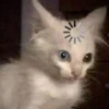 Котыки от 14