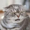 Котыки от 15