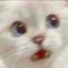Котыки от 17