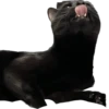 Valerian The Cat 11